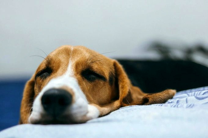 7 Beste Technieken Om Uw Hond Te Masseren Voor Angst