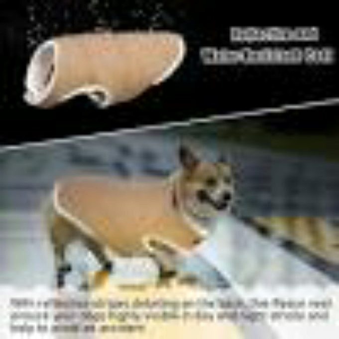 Kleine Hondenrassen De Kleine En Machtige Chihuahua